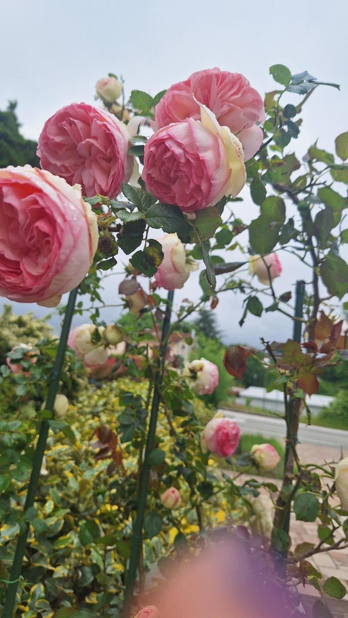 Flora Pensión Pazin
