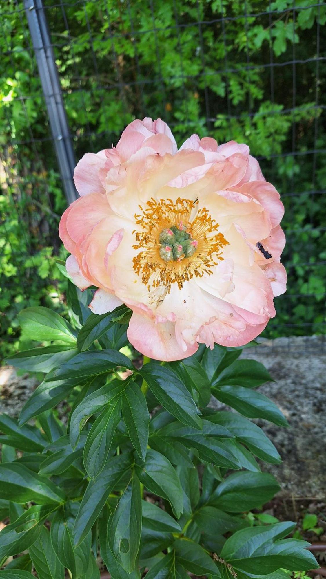 Flora 4* Pazin