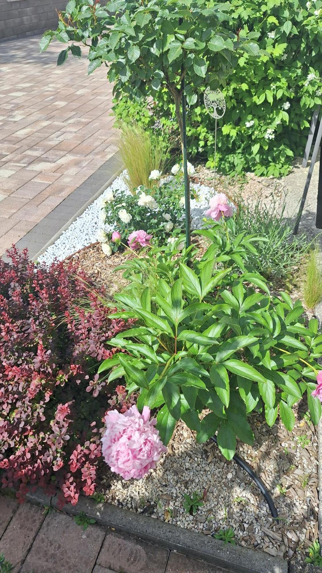Flora